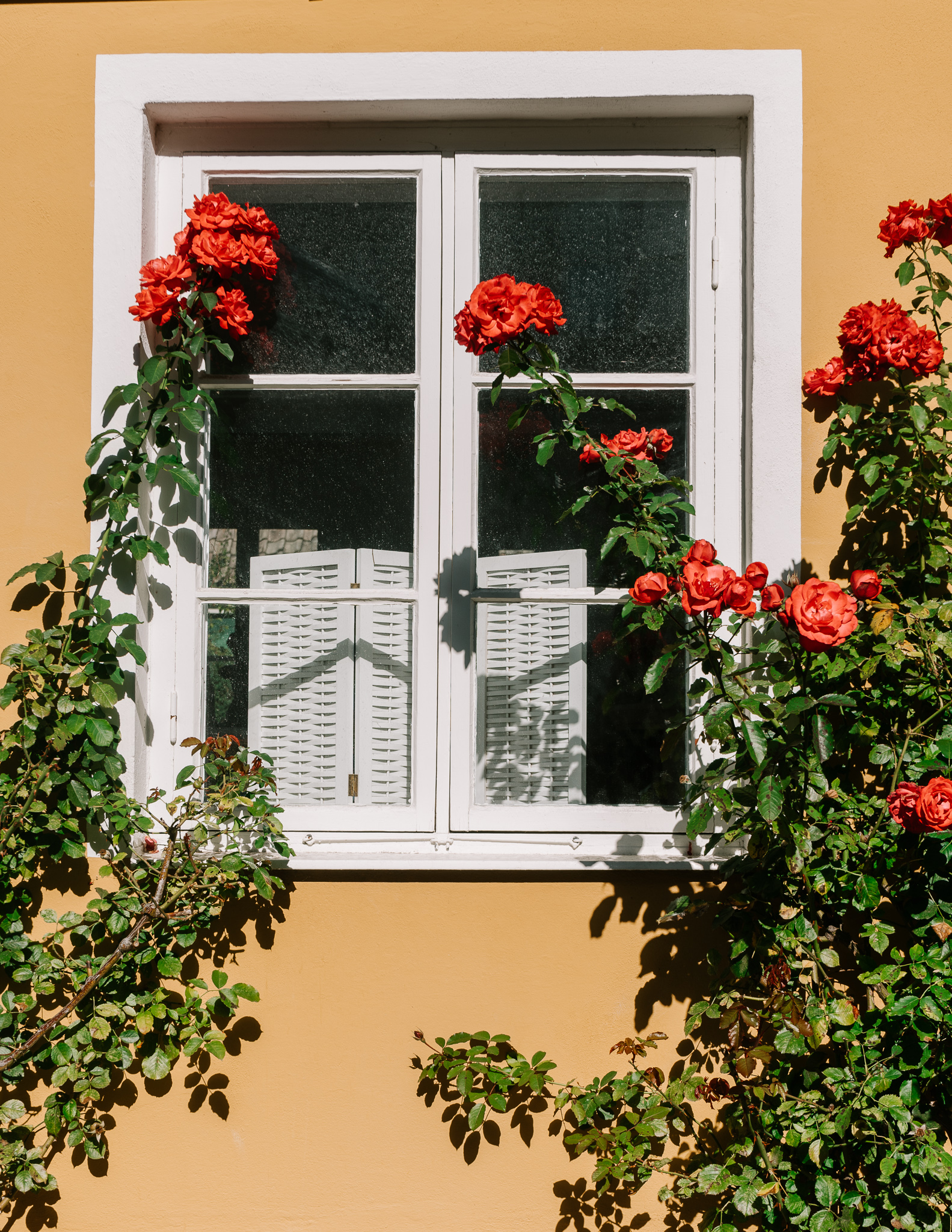 red roses on the side of a yellow building and a white window with shutters inside.