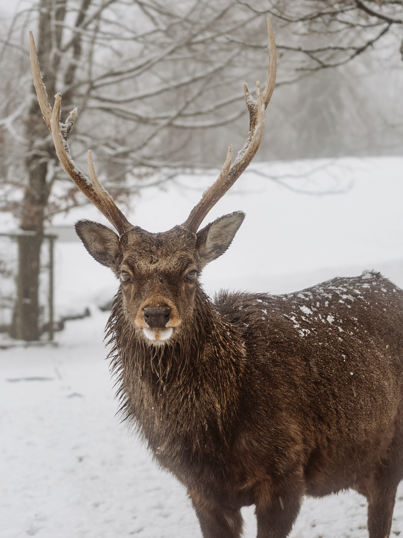 a picture of a deer in the snow at the Peter & Paul wildlife Park in St. Galen in winter. The deer has long antlers and is facing the camera, with snow on his fur and antlers.