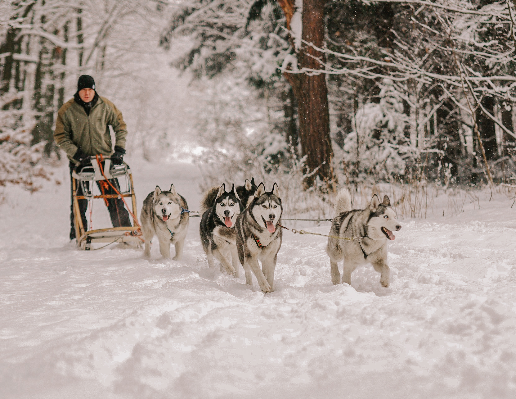 A man on a sled being pulled by 5 huskies, in a snowy area with trees behind them.
