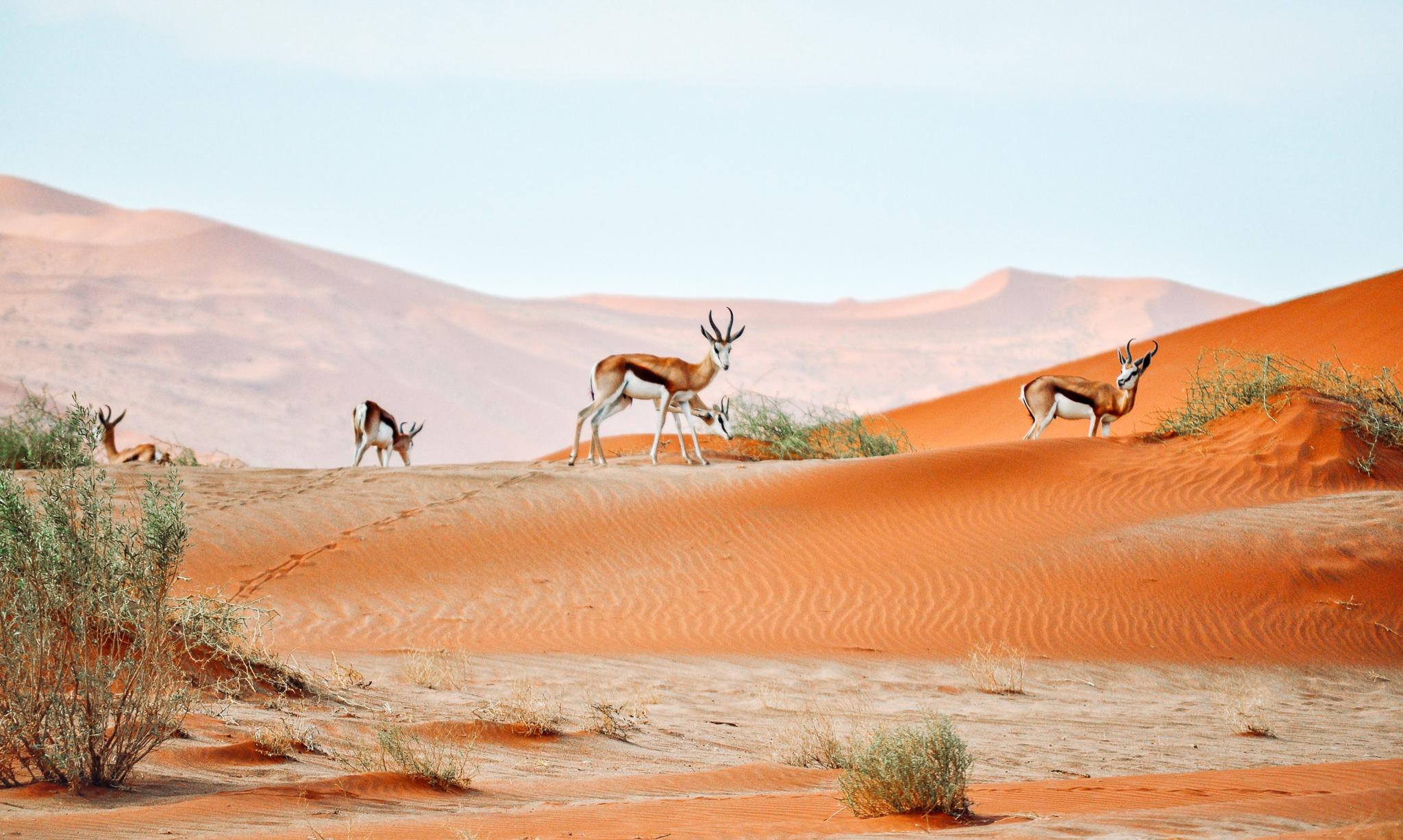 four desert gazelles walking around a red  sand dune