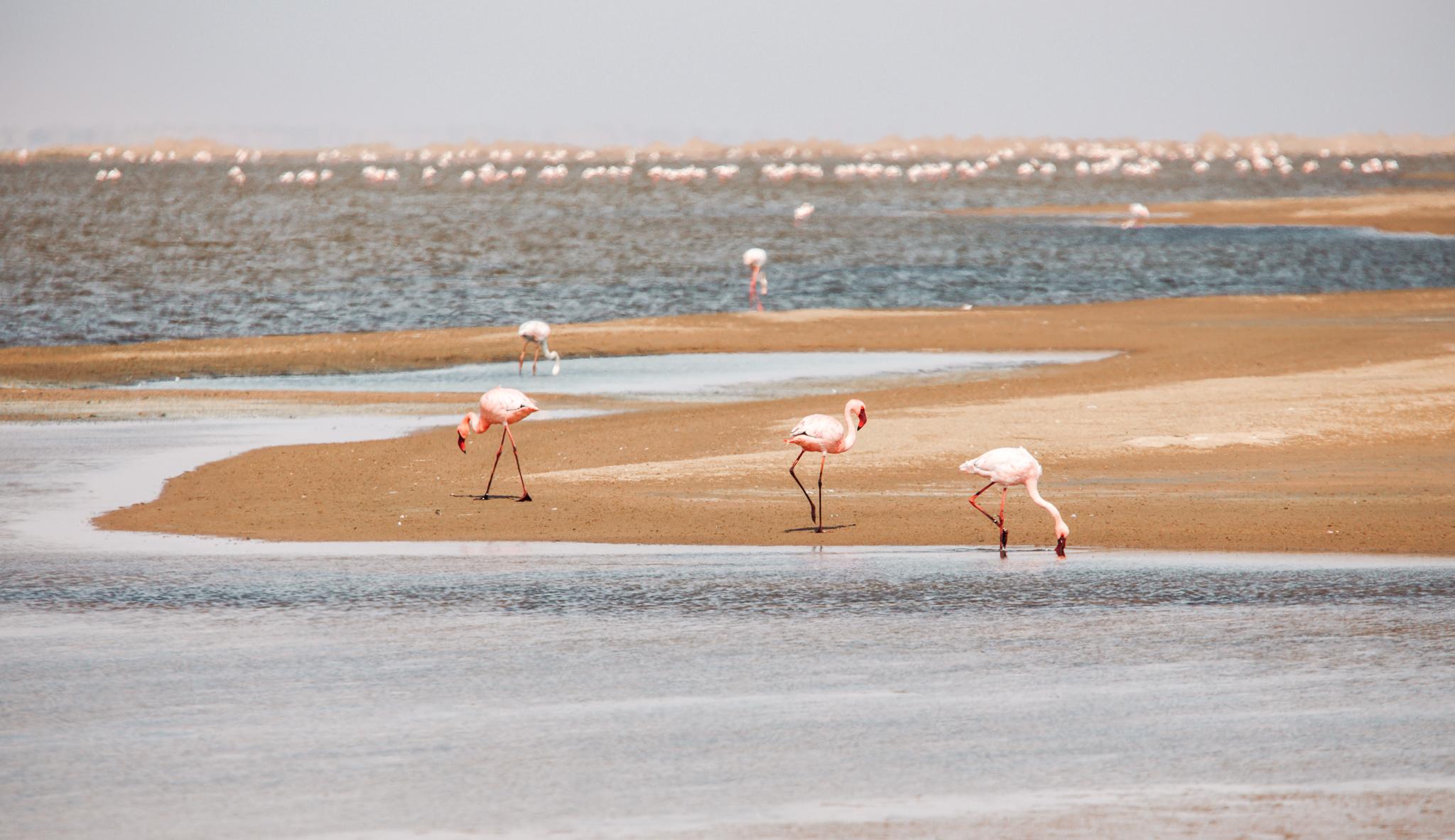 three flamingoes up close and many in the distance in a lagoon