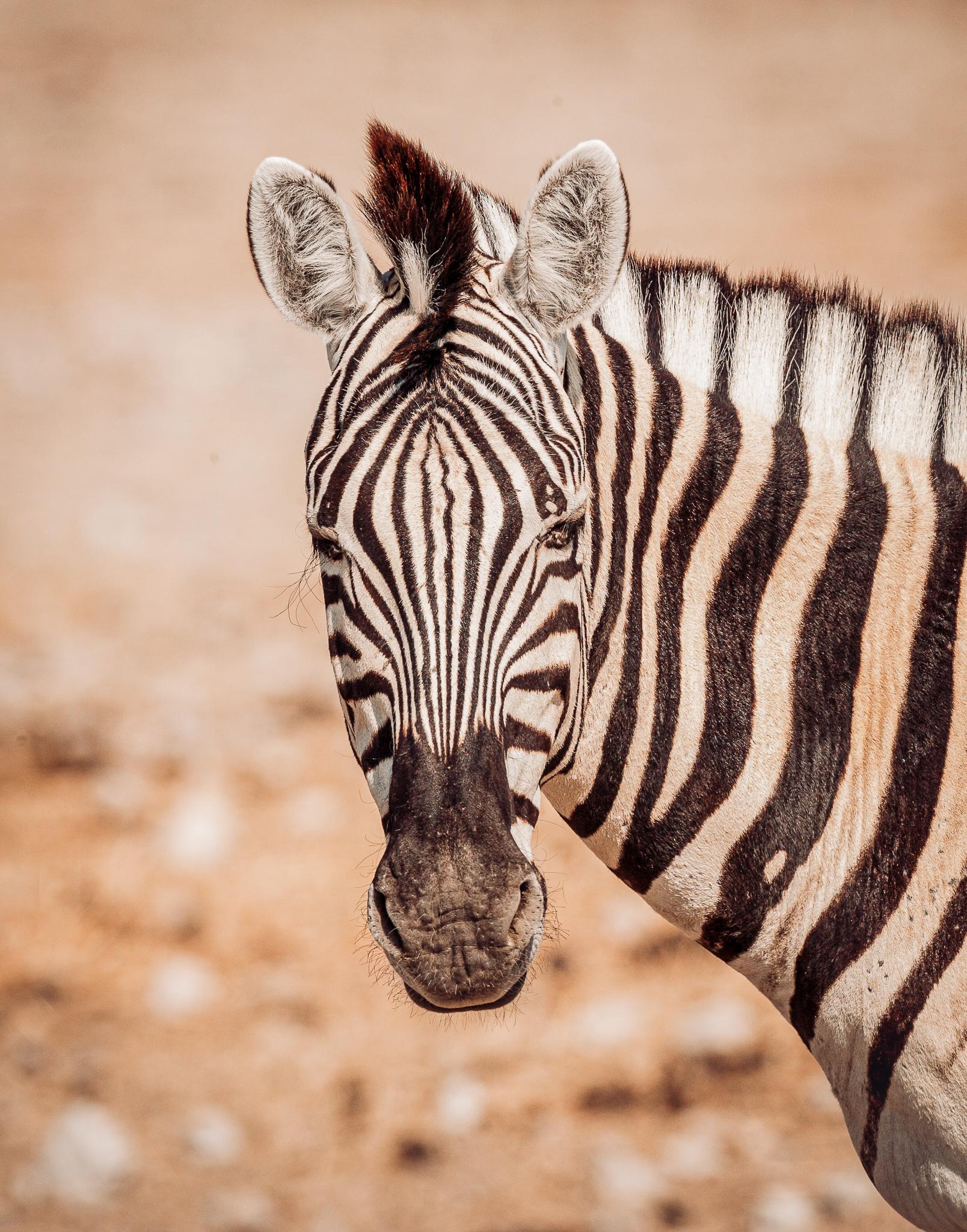 close up of a zebras face