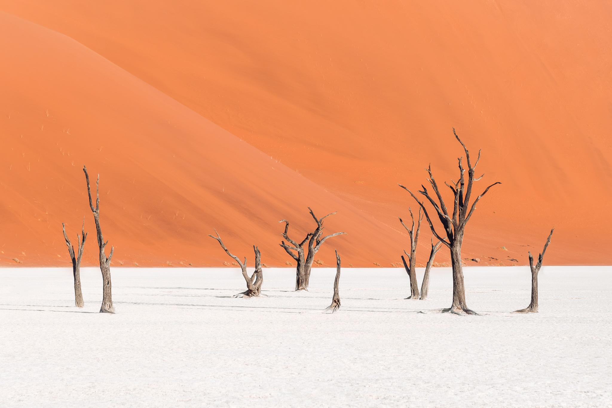 a bunch of dead bare tree trunks on a white salt pan with red snd dune in the background