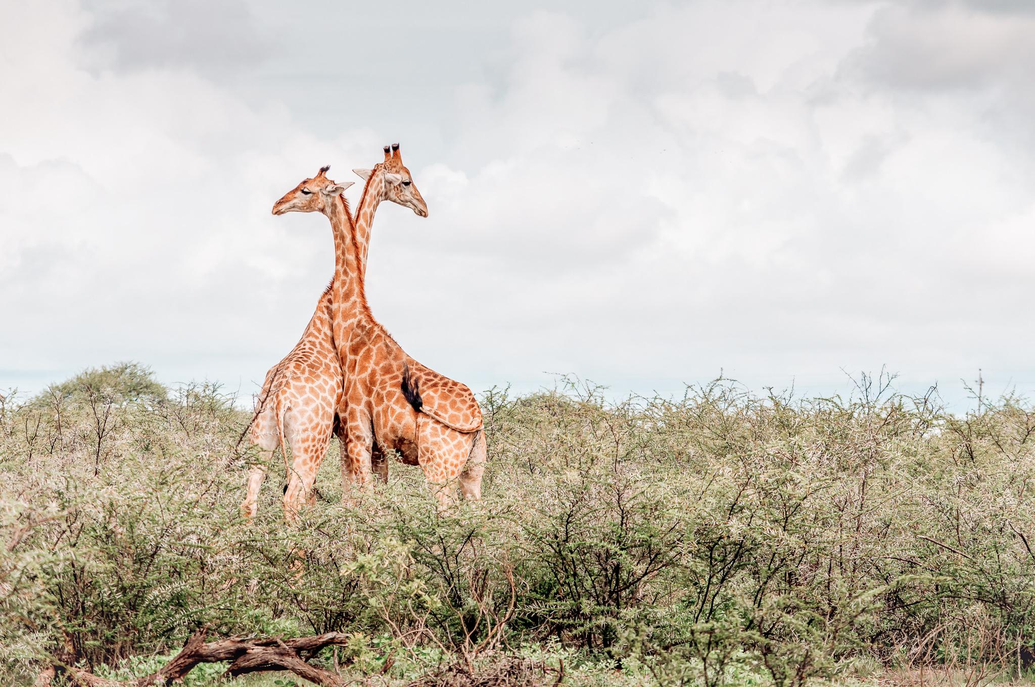 two giraffes standing close to each other above green bushes and trees
