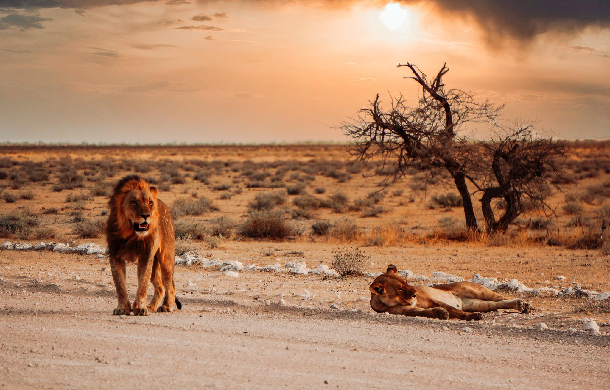 two lions lounging on a road in Namibia