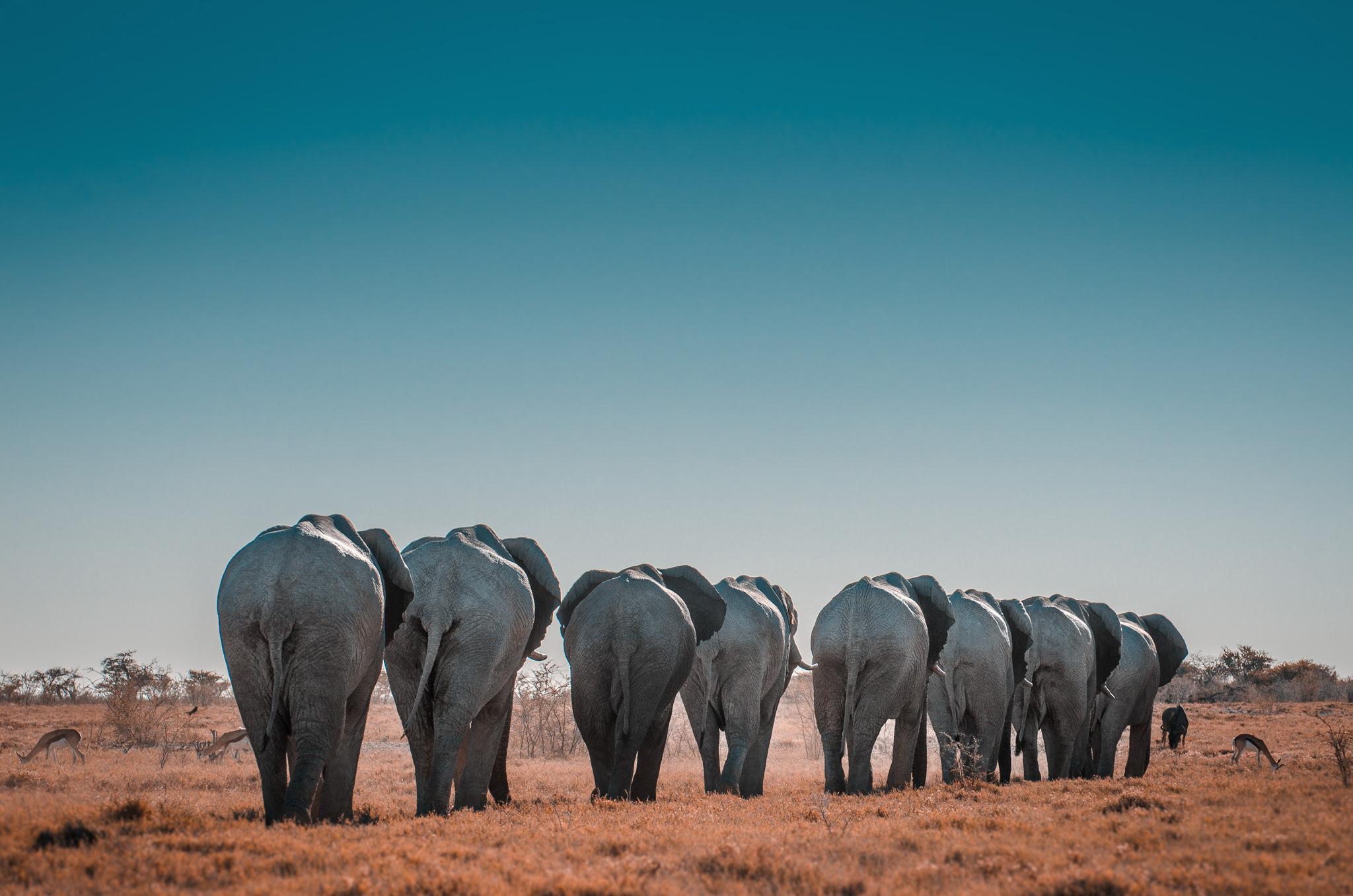 elephants in a line walking into a grassy plain