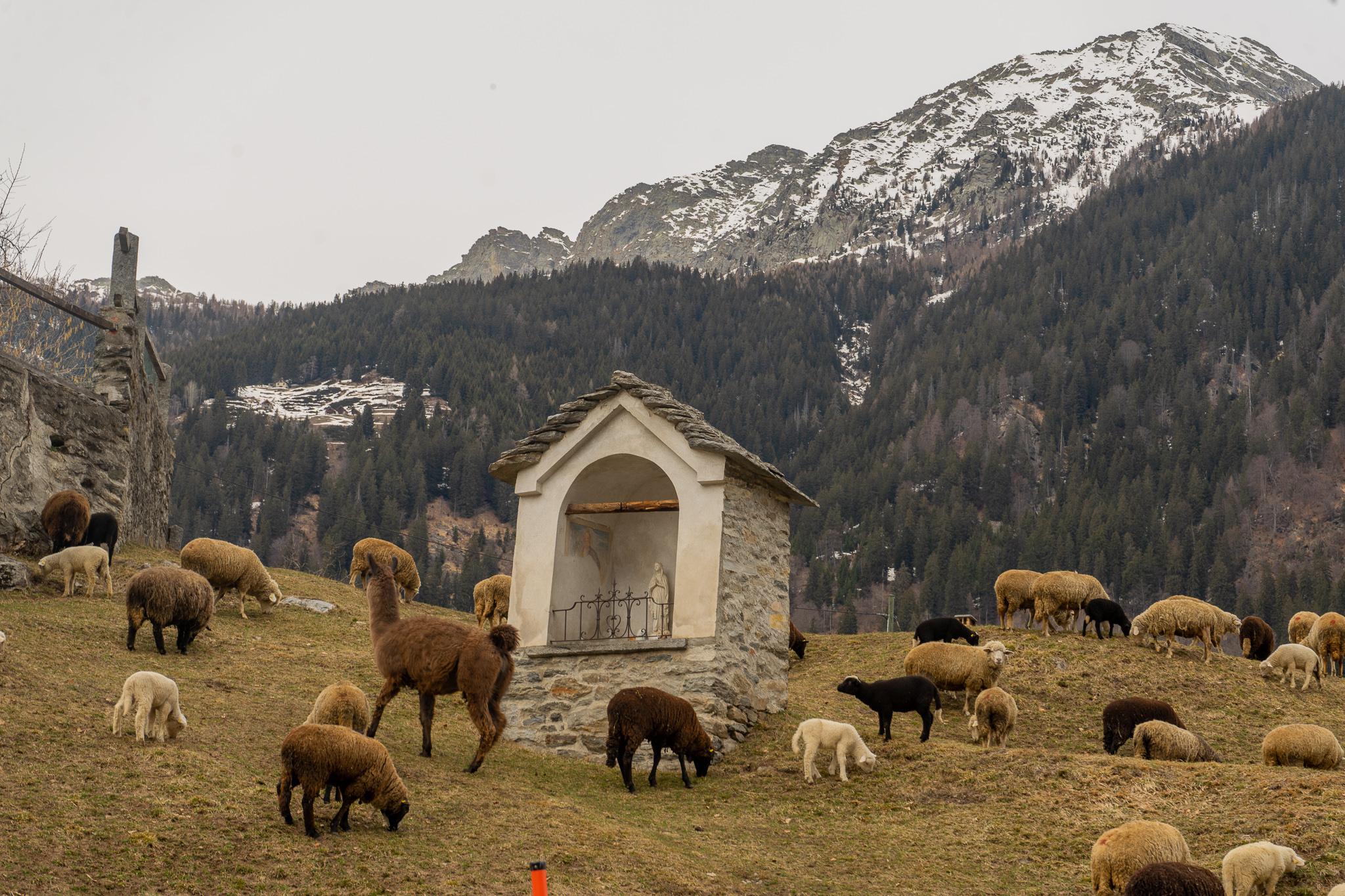 a llama and any sheep in front of a snowy mountain near Bosco Gurin in Ticino, Switzerland