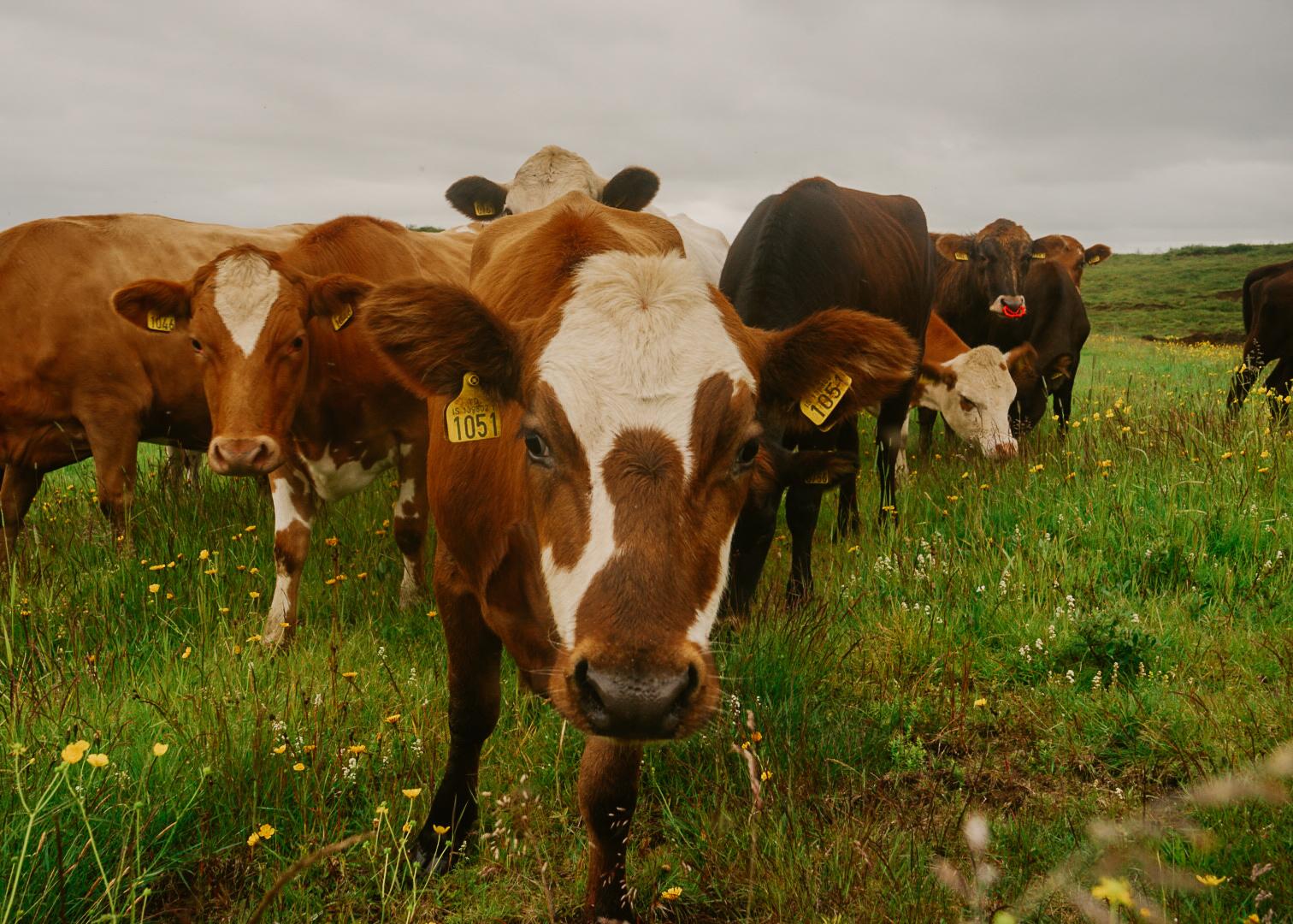cows in a grassy field near Estidalur Farm in Iceland