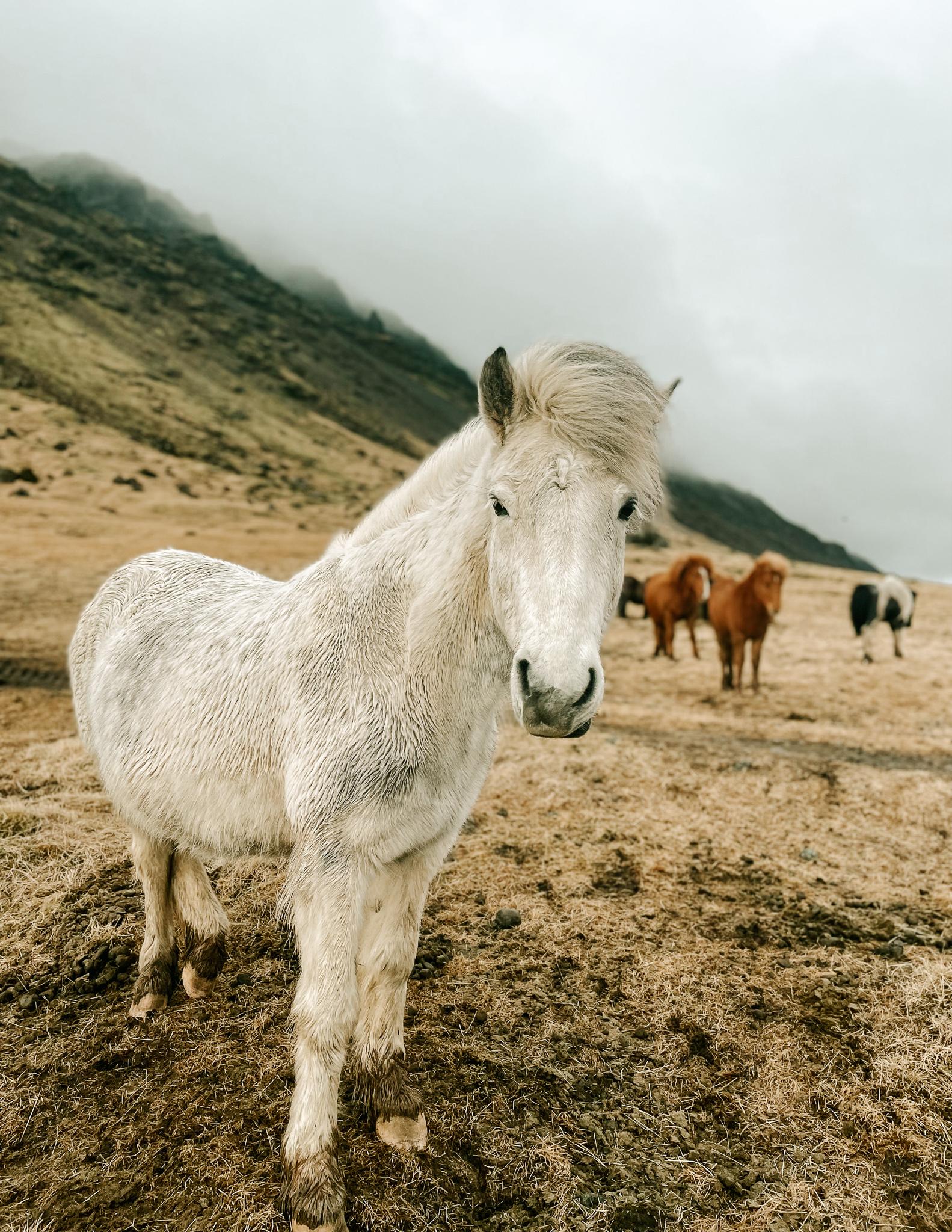 A white Icelandic horse stands in front of a mountain in Iceland