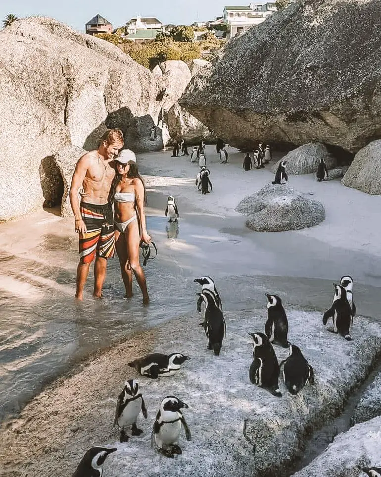 couple on a beach with many penguins all around in Cape Town, South Africa.