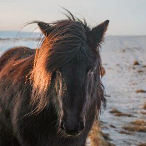 black Icelandic horse in Reykjavik
